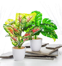 Plante à grandes feuilles