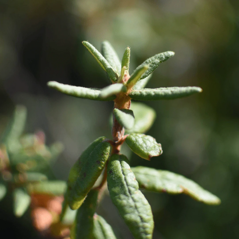 Labrador Tea 7g