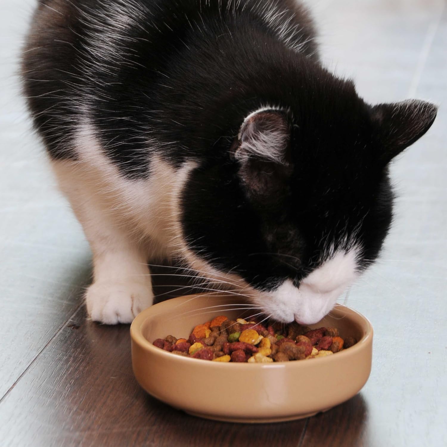 Bastón con platillo para gatos PET