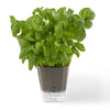 Self-Watering Herb Keeper – Gifts & Kitchen Accessories gift Montreal Villeray Urban Palate